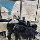 غنم للبيع