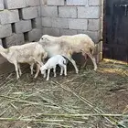 جازان