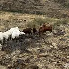 عدد 4معزا 5رخال
