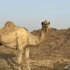 جمل اركي للبيع