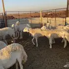 24 غنم حريات طيبات وكلها اشباب