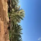 مزرعة للايجار