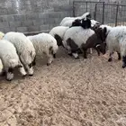 هرافي نعيم طيبه