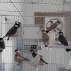 اجواز جاوا منتجه