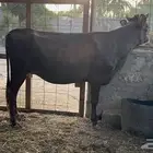 بقره هجين طيبه بالحيل