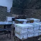 خلايا نحل افرنجي للبيع مع كراسي بدون نحل