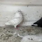 للبيع طيور