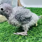 فرخ يلو سايد رد فاكتور لهواة التربية