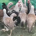دجاج عربي ترثه اصيل   دندراوي
