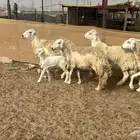 للبيع ضان حرش 4 روس بي الفحل معها 1
