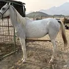 البيع فرس شعبيه شيخه إلقاح 6شهور شرط