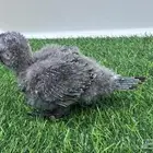 فروخ قرين شيكد صافي لمحبي التميز