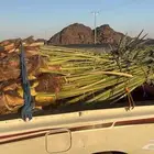 18 حبه فسائل برحي للبيع مستعجل متواجده في نجران