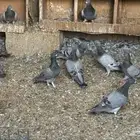 حمام زاجل