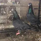 حمام باكستاني