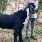 فحل عارضي صنف معرف