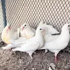 زغاليل فرنسي