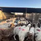 الدمام سوق المركزي حوش 114 ج