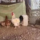 دجاج تركي
