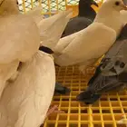 رغاليل زاجل و بلدي