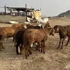 طليان سواكن