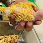 فرخ درة هولندي لاتينو وتركواز