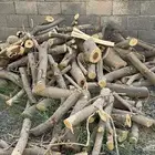 سمر جلال