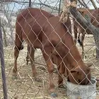 حسيل بلدي