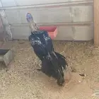 ديوك اذناب الهند او الفارسي