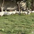 طيور وز اوز
