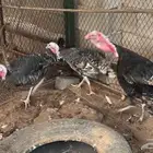طقم رومي اسود