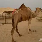 للبيع خلفة مصغر ساحليه حليب وافر طاسه ام 60