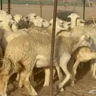 اعرض لكم اليوم غنم حريات رخال ضغط عالي