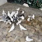 حمام نووع فاخر للجميع