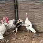 طقم رومي