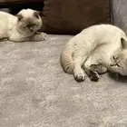 لدي قطط للتبني