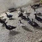 بط موسكوفي