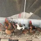 دجاج ما بين عربي وبلدي