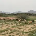 غنم للبيع 54 راس