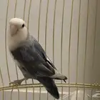 للبيع طير روز وكروان