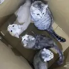 قطط لتبني