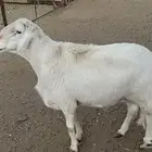 البيع خروف فحل صنف الصنف