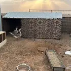 للبيع وز عراقي
