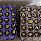 بيض سمان تكساس العملاق