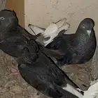 جوز قطيفي مذيل معاه فرخ.