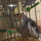 بيع ببغاء كروان
