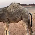 حشو لبانيه بريه العدد ثلاثه قعودين وبكره