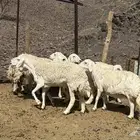 ( تم البيع )رخال حرش حريات