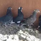 قطايف فرايد