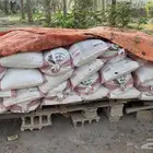 تمر علف للمواشي و البهائم بالأحساء .